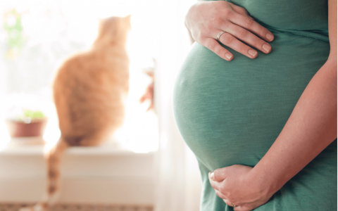 Toxoplasmose: riscos para a gestante e para o bebê